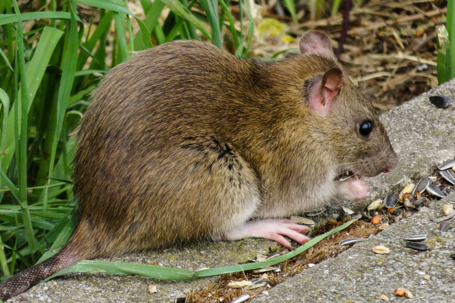 Rattenbekämpfung Essen - Professionelle Rattenbeseitigung im Keller und Garten durch IHK-zertifizierten Kammerjäger